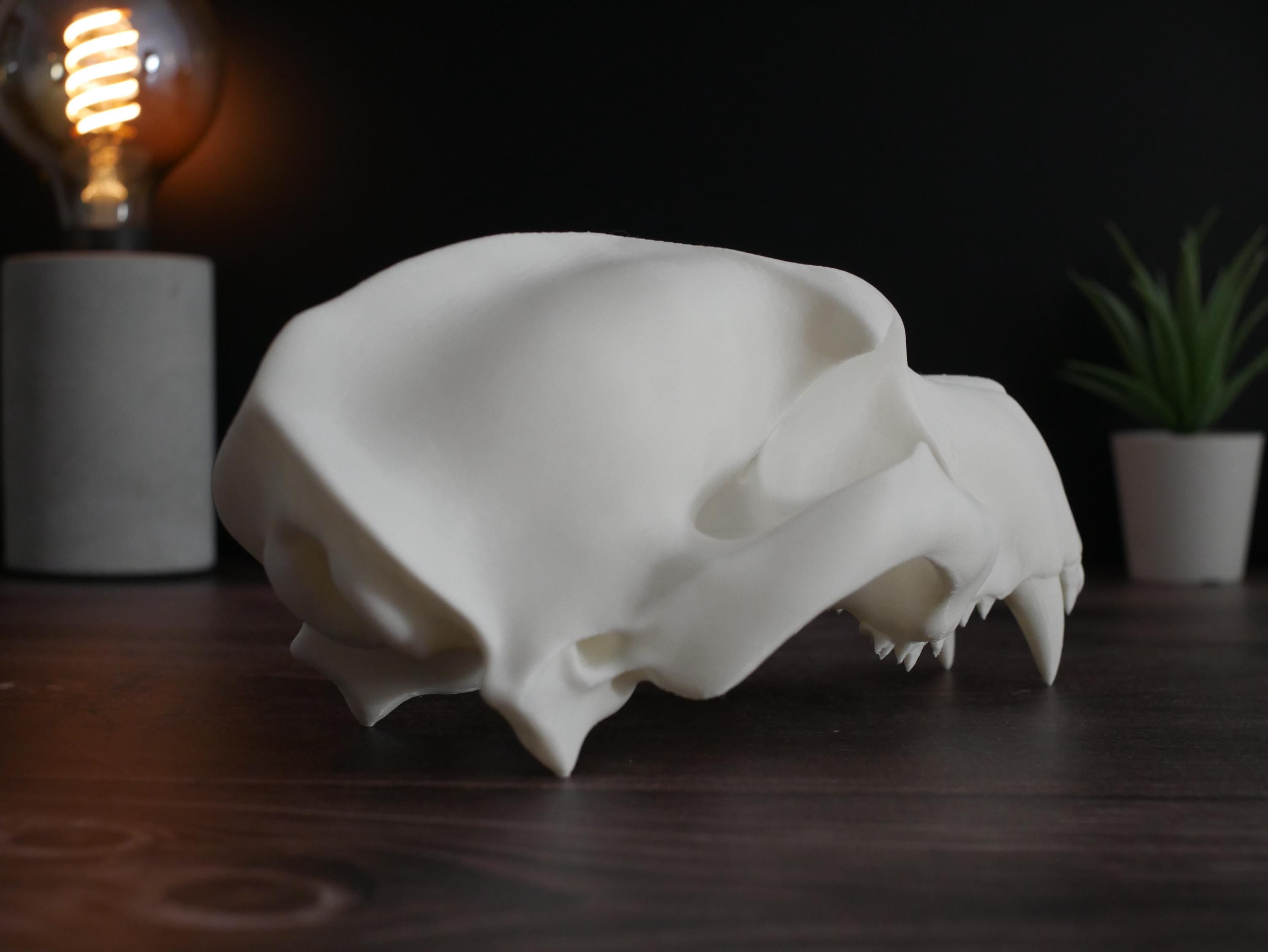 Réplica realista de cráneo de oso polar impresa en 3D: decoración animal única, perfecta para el hogar, la oficina o como regalo para coleccionistas.