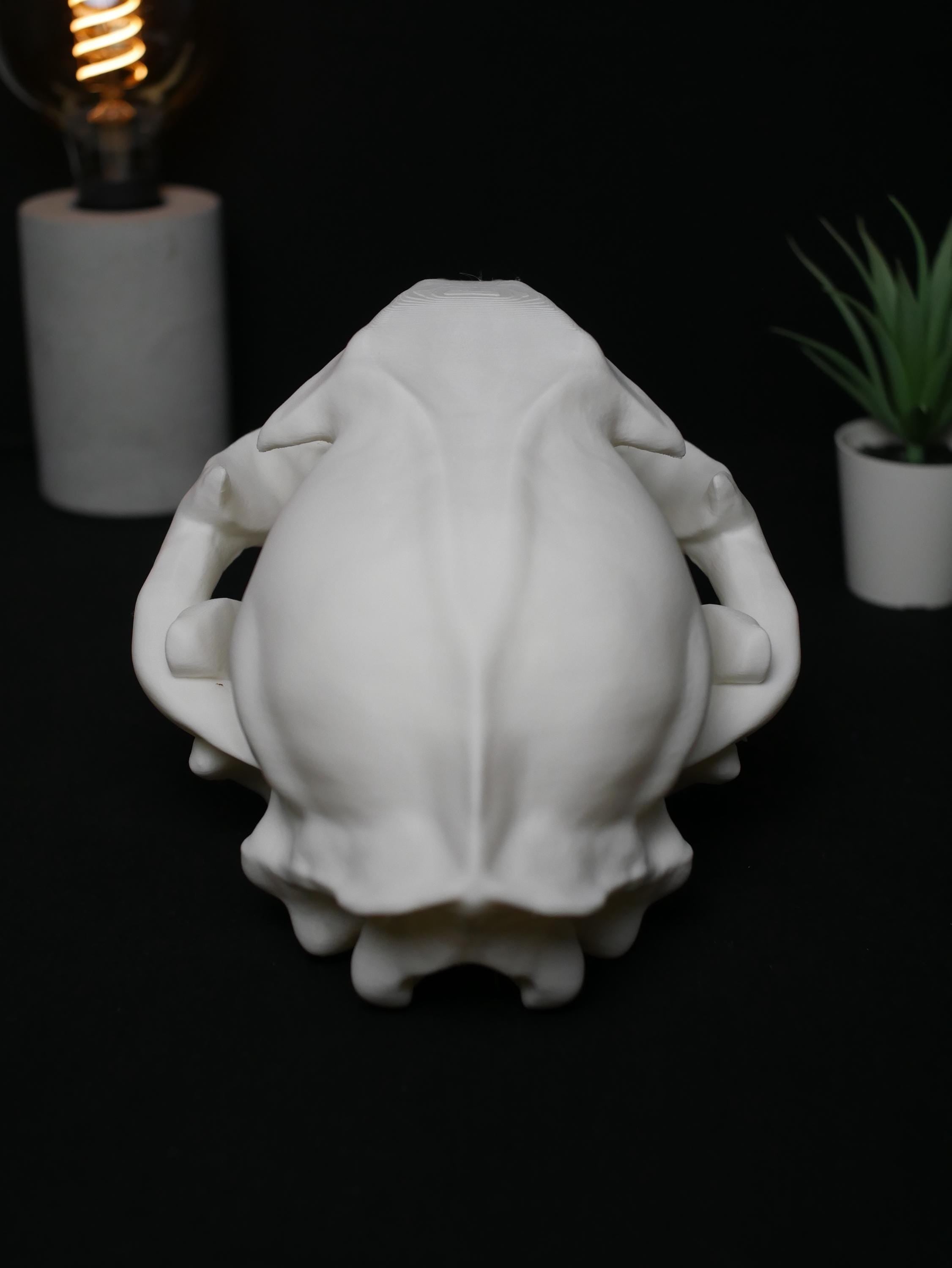 Réplica de cráneo de gato: realista, libre de crueldad animal, ideal para amantes de los gatos, decoración y colección, alta calidad.