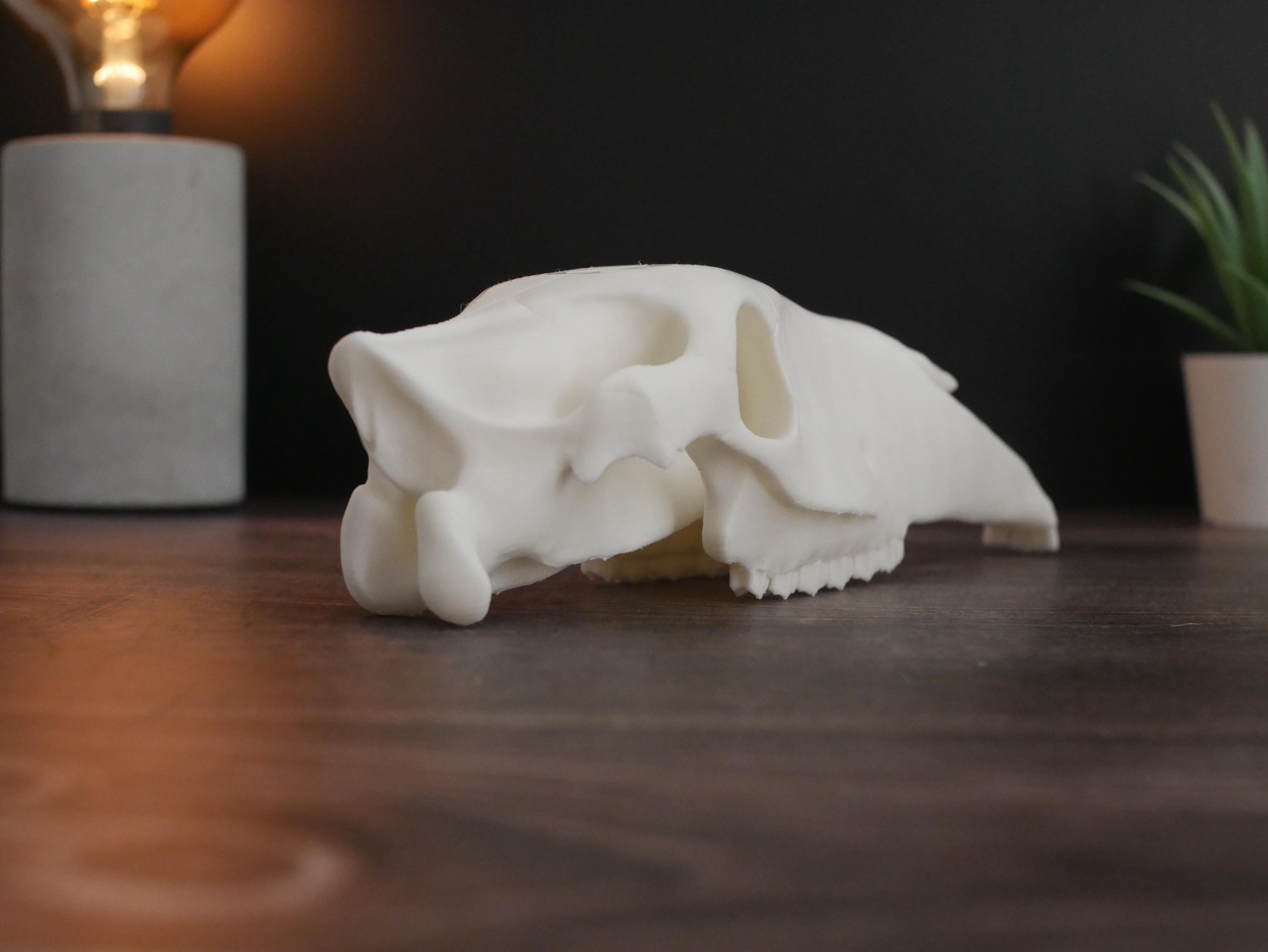 Réplica realista de cráneo de caballo impresa en 3D: decoración animal única, perfecta para el hogar, la oficina o como regalo para coleccionistas.