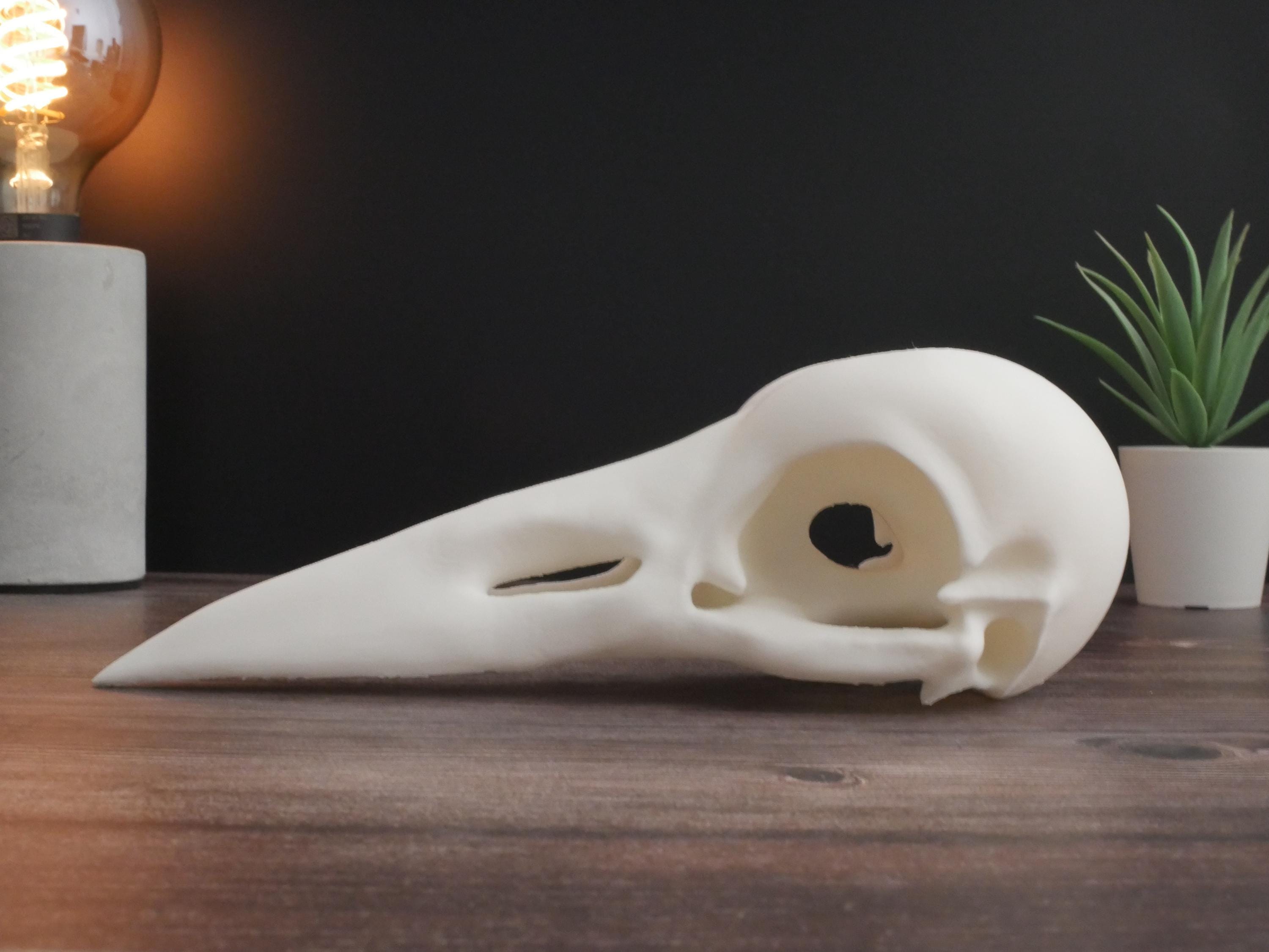 Réplica de calavera de cuervo: decoración gótica impresa en 3D y exhibición educativa, parece una calavera de cuervo real, perfecta para decoración y regalo.