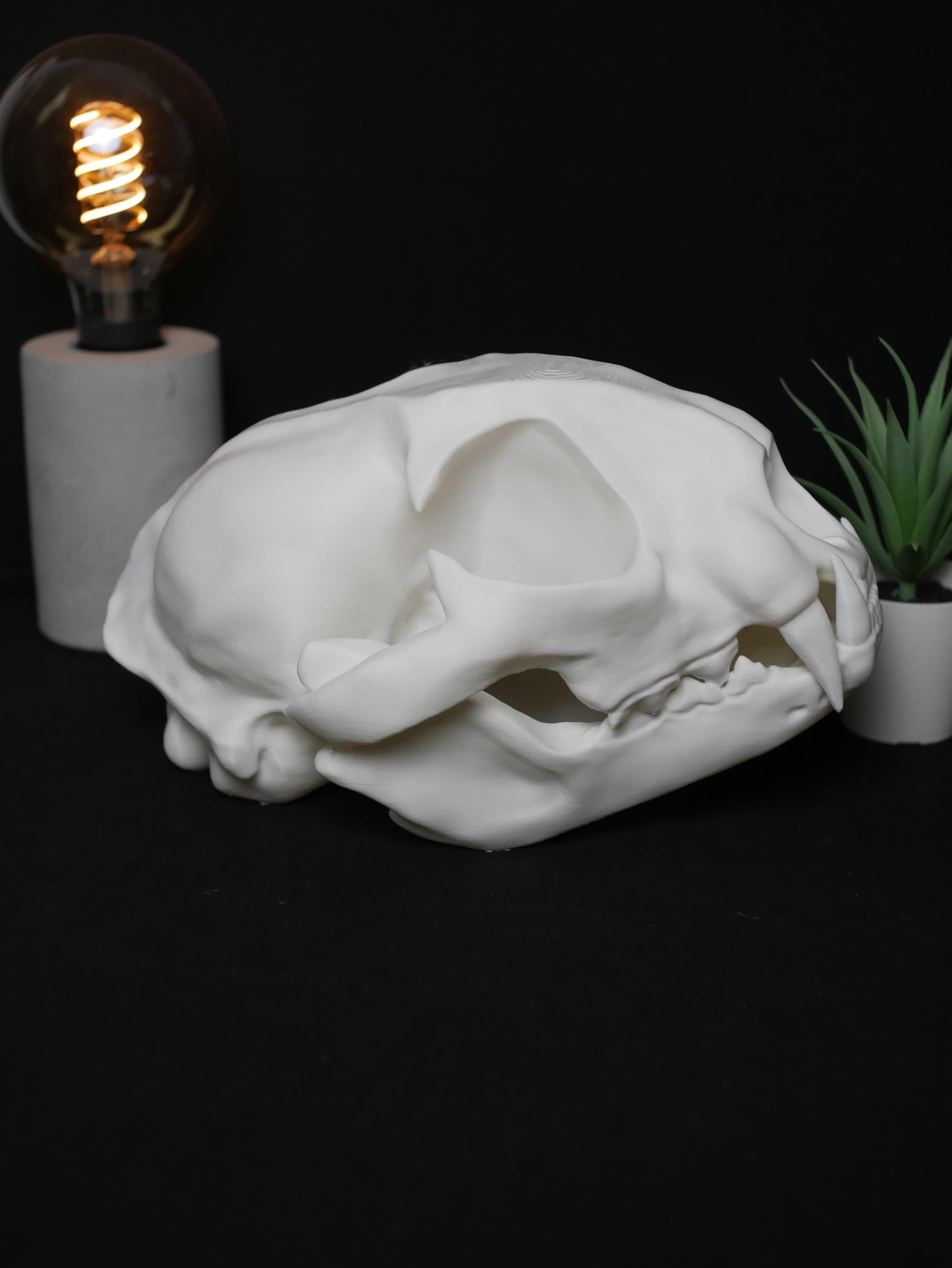 Réplica de cráneo de gato: realista, libre de crueldad animal, ideal para amantes de los gatos, decoración y colección, alta calidad.