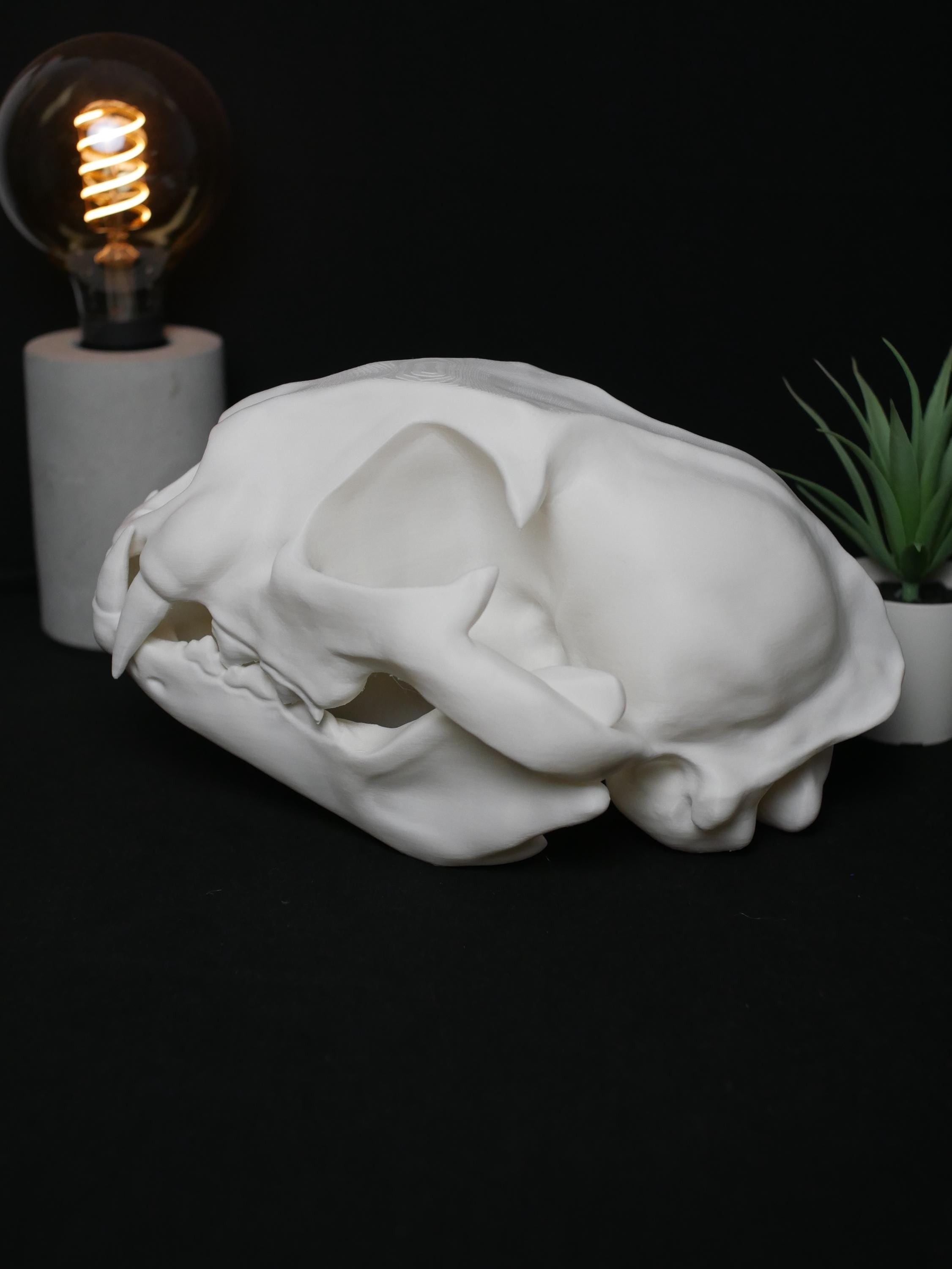 Réplica de cráneo de gato: realista, libre de crueldad animal, ideal para amantes de los gatos, decoración y colección, alta calidad.