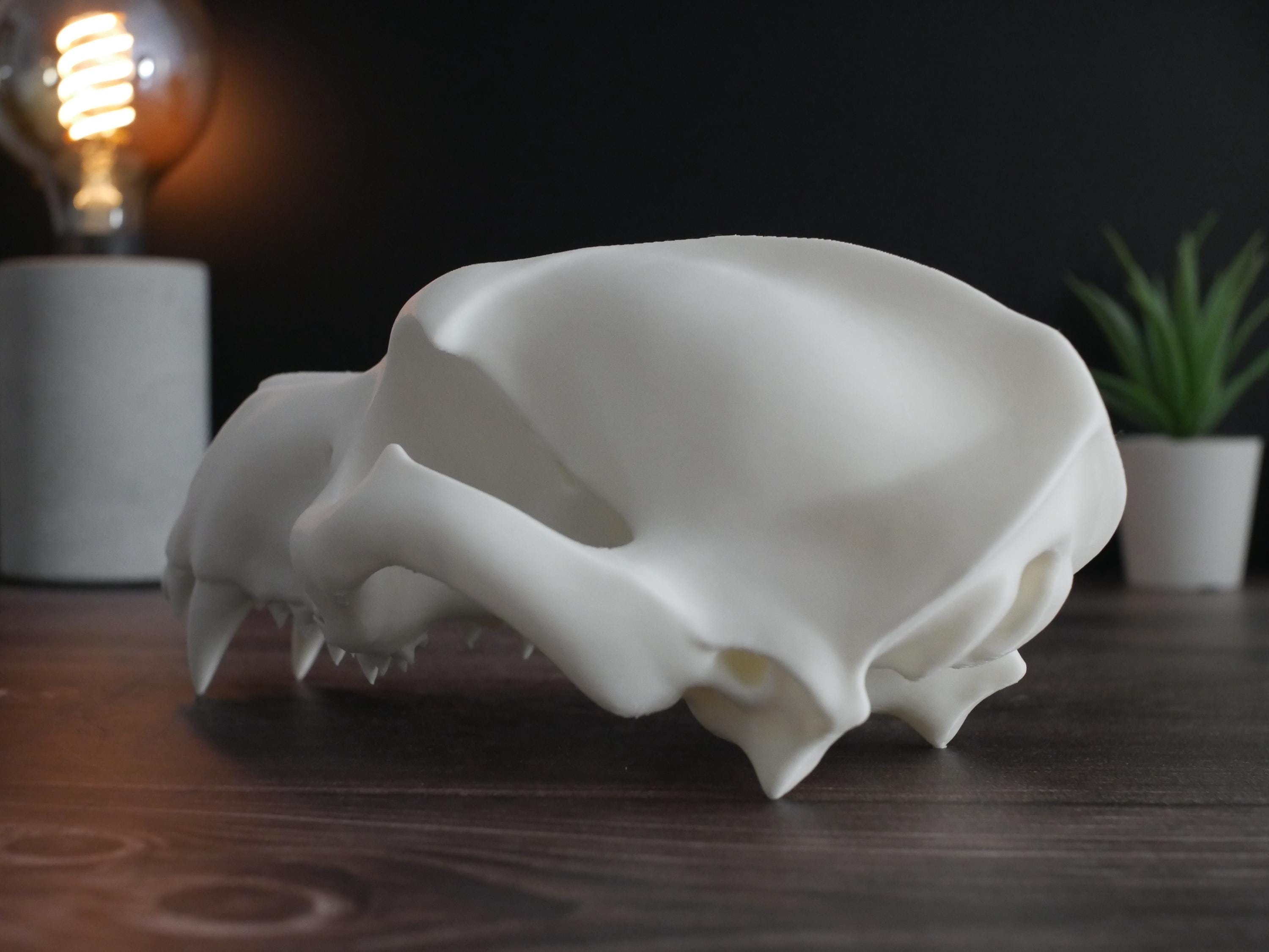 Réplica realista de cráneo de oso polar impresa en 3D: decoración animal única, perfecta para el hogar, la oficina o como regalo para coleccionistas.