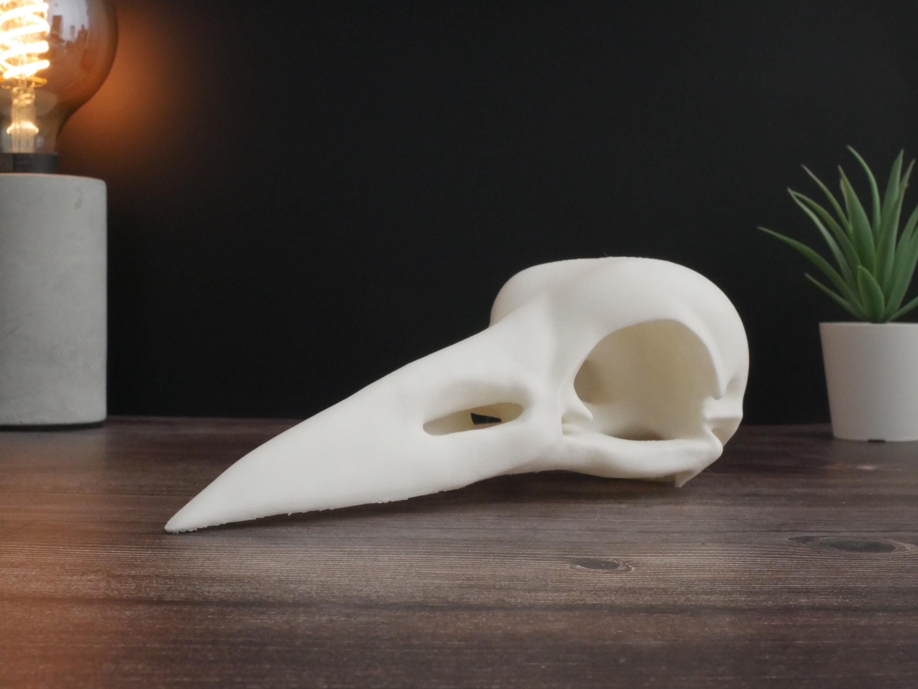 Réplica de calavera de cuervo: decoración gótica impresa en 3D y exhibición educativa, parece una calavera de cuervo real, perfecta para decoración y regalo.