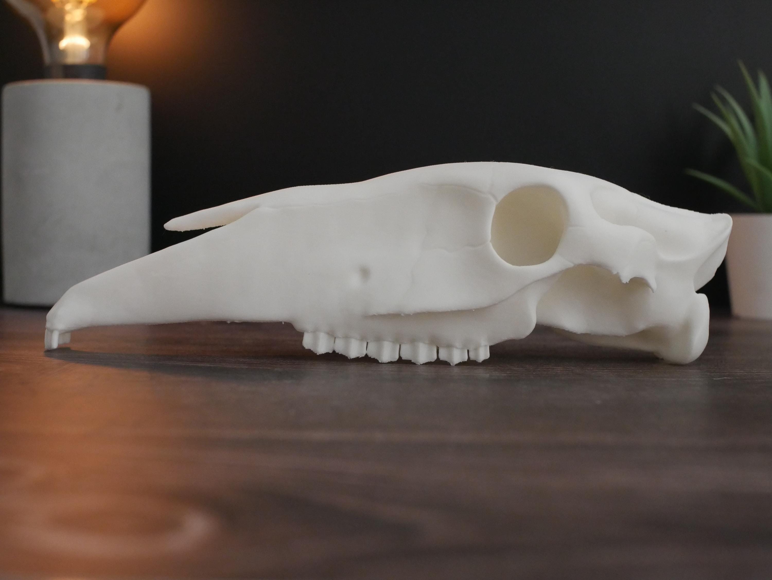 Réplica realista de cráneo de caballo impresa en 3D: decoración animal única, perfecta para el hogar, la oficina o como regalo para coleccionistas.