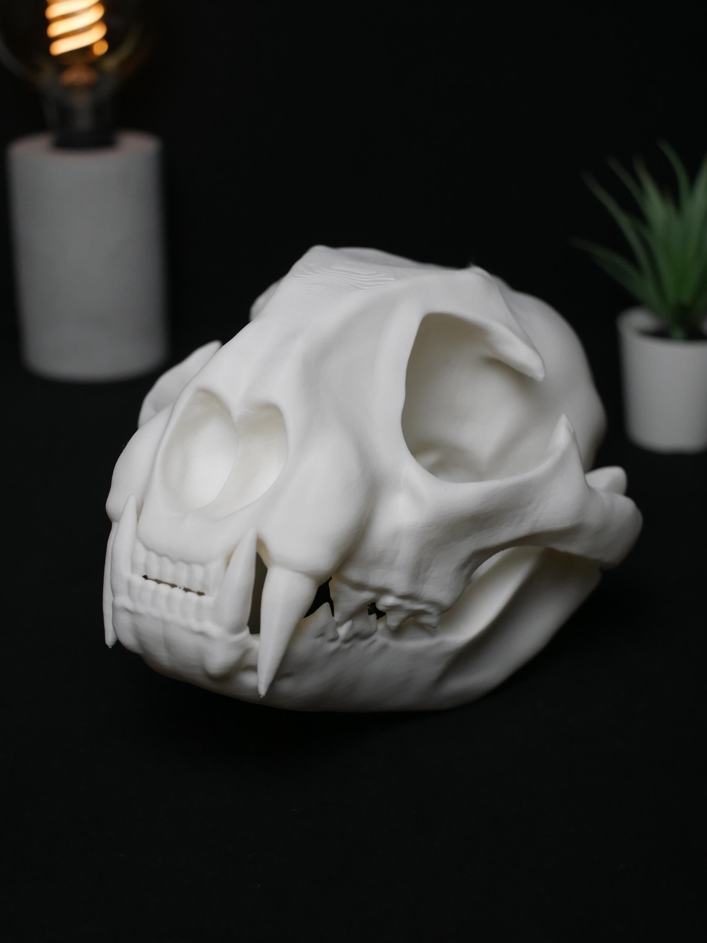 Réplica de cráneo de gato: realista, libre de crueldad animal, ideal para amantes de los gatos, decoración y colección, alta calidad.