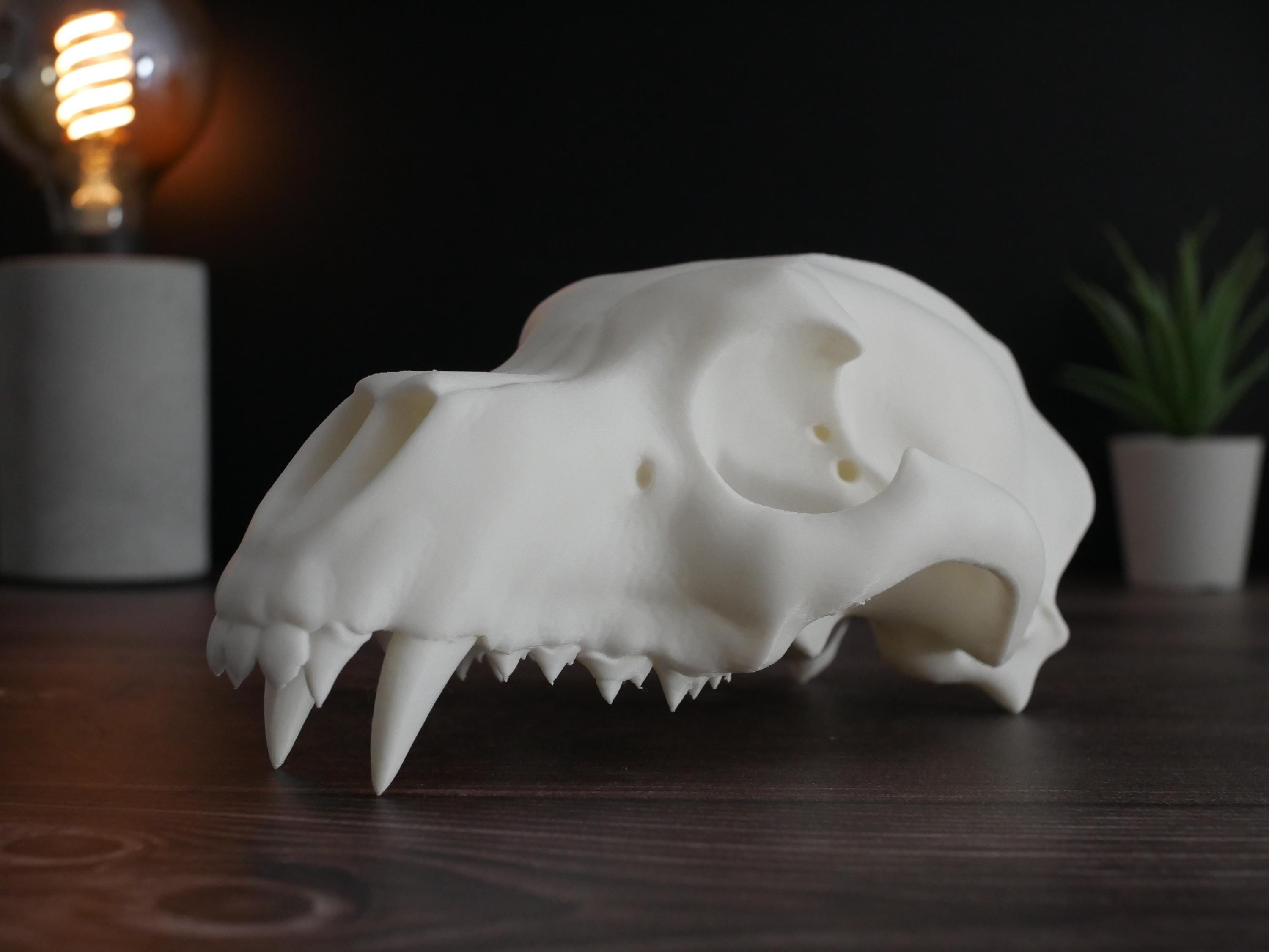 Réplica realista de cráneo de oso polar impresa en 3D: decoración animal única, perfecta para el hogar, la oficina o como regalo para coleccionistas.