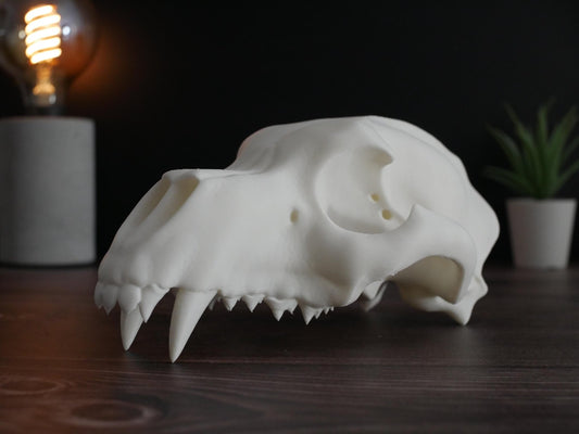 Réplica realista de cráneo de oso polar impresa en 3D: decoración animal única, perfecta para el hogar, la oficina o como regalo para coleccionistas.