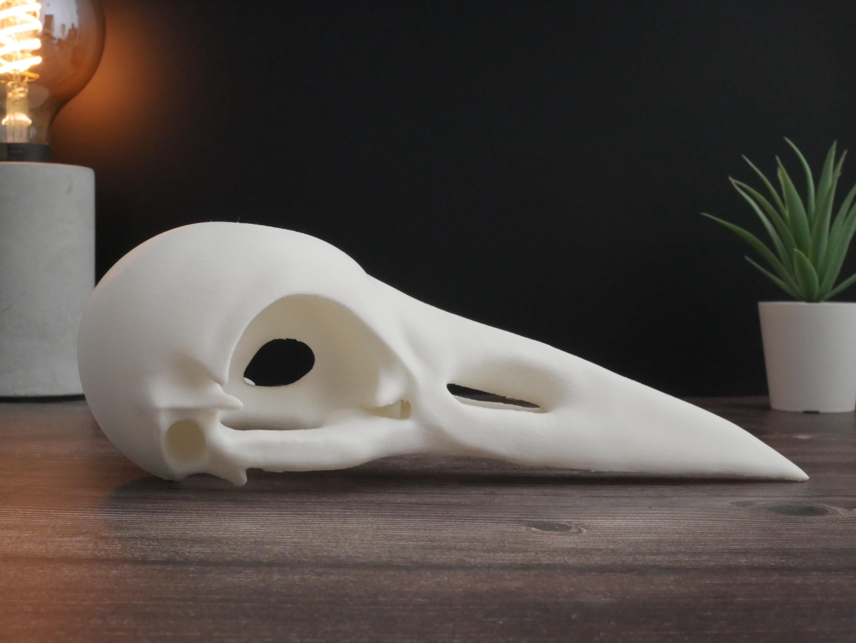 Réplica de calavera de cuervo: decoración gótica impresa en 3D y exhibición educativa, parece una calavera de cuervo real, perfecta para decoración y regalo.