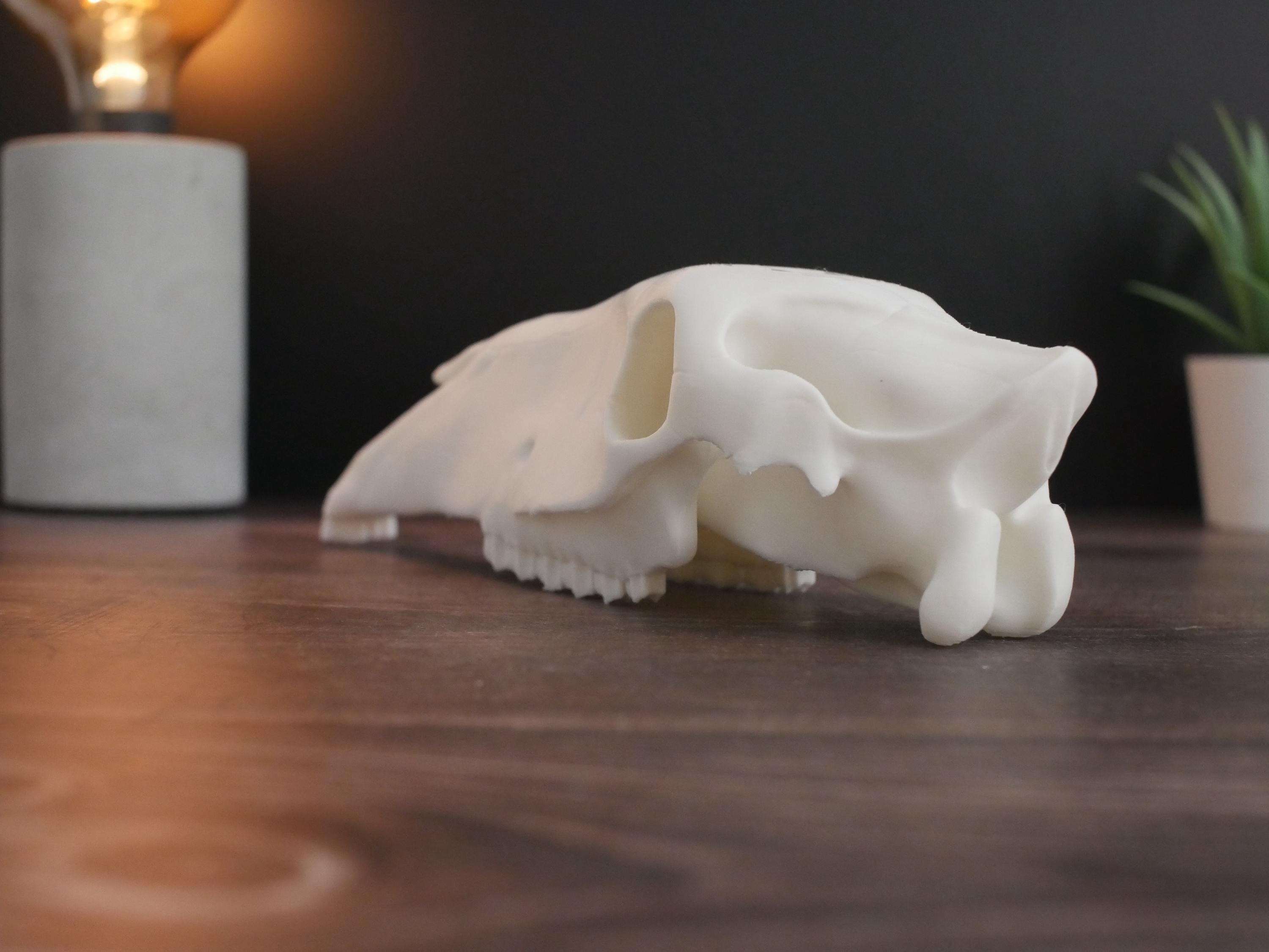 Réplica realista de cráneo de caballo impresa en 3D: decoración animal única, perfecta para el hogar, la oficina o como regalo para coleccionistas.