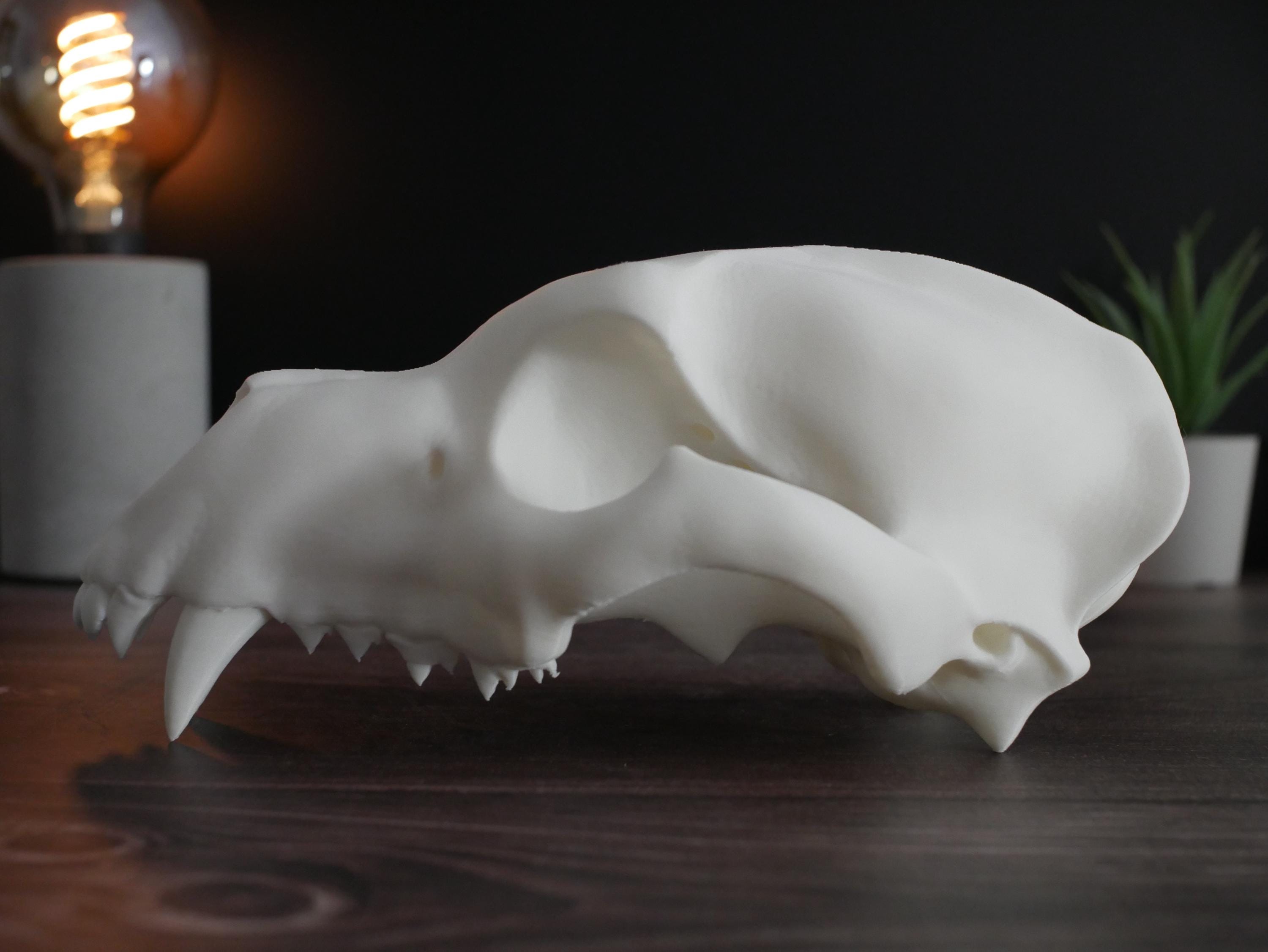 Réplica realista de cráneo de oso polar impresa en 3D: decoración animal única, perfecta para el hogar, la oficina o como regalo para coleccionistas.